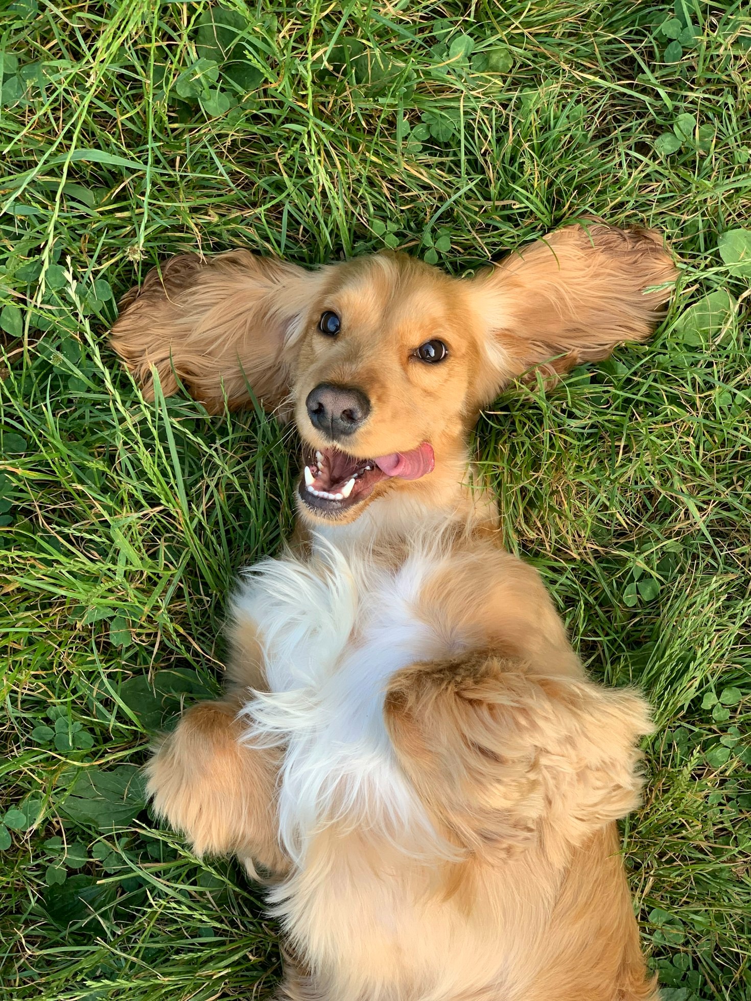 Tierheimhunde: Mehr als nur ein Spaziergang